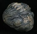 Large Enrolled Phacops Trilobite #5095-1